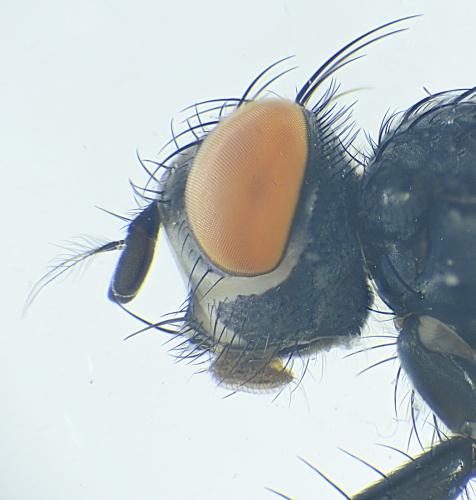 Sarcophaga sp.